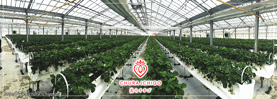 最南端沖縄の地で「冷房効果によるイチゴ栽培が現実化」