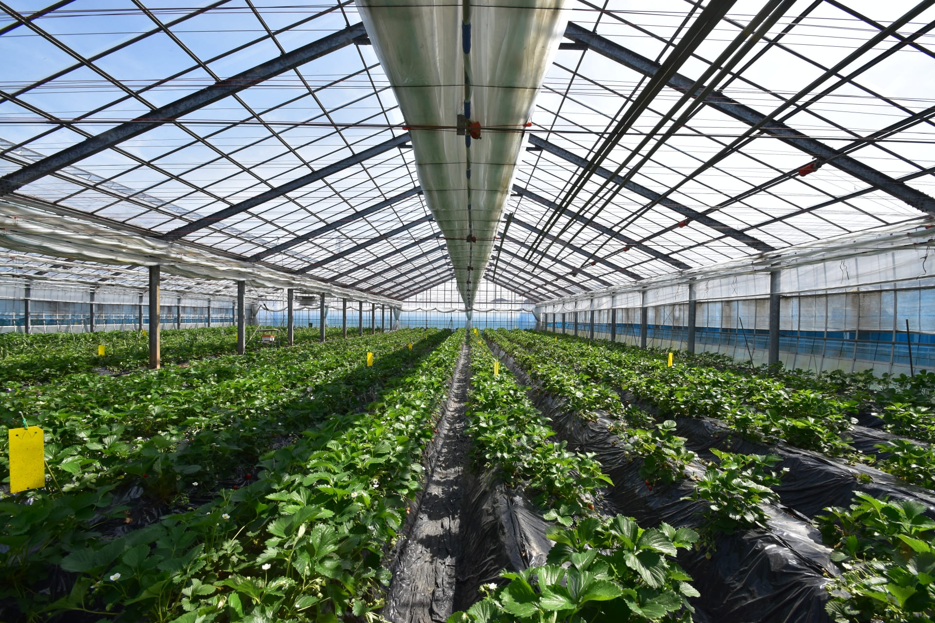イチゴ栽培ハウスにおける高温対策の難しさ