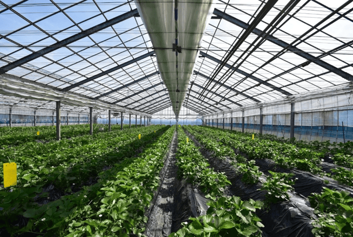 イチゴ栽培で高温対策をするなら