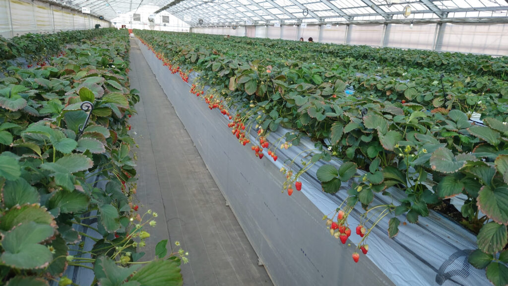イチゴ栽培における高温対策の必要性