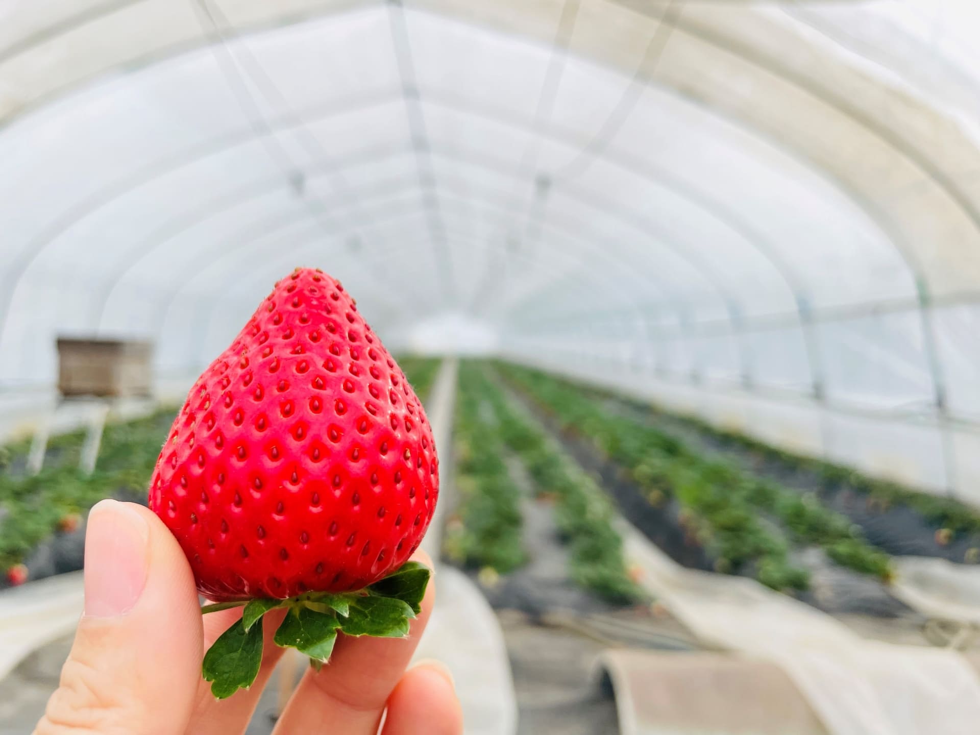 【イチゴ栽培】ハウスの高温対策におすすめの製品を紹介