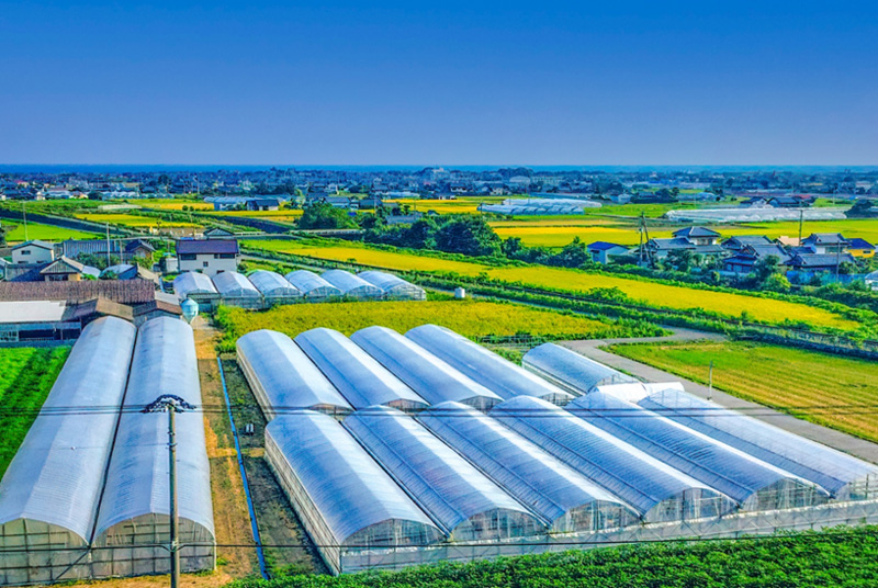 農業の省エネ機材導入で活用できる補助金「省エネルギー型ハウス転換事業」について解説